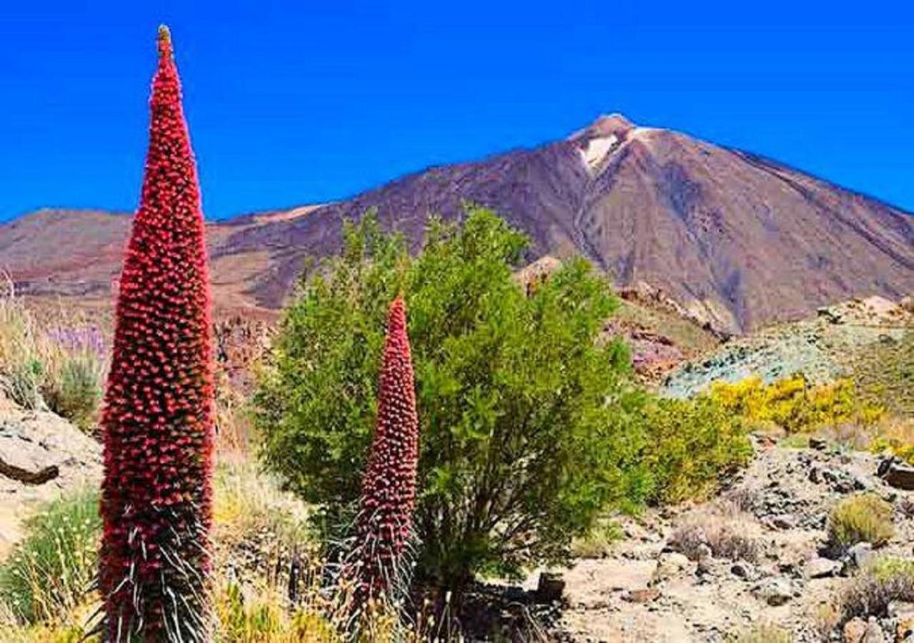 Buena Vibra Tenerife Sur Playa de las Americas  Exterior foto